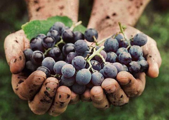 WHAT ARE THE ADVANTAGES OF CONSUMING BLACK GRAPES FOR HEALTH?