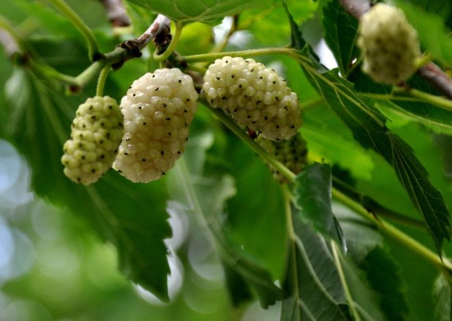 THE WHITE MULBERRY HEALTH BENEFITS